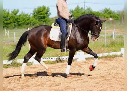 Lusitanien, Étalon, 4 Ans, 171 cm, Bai