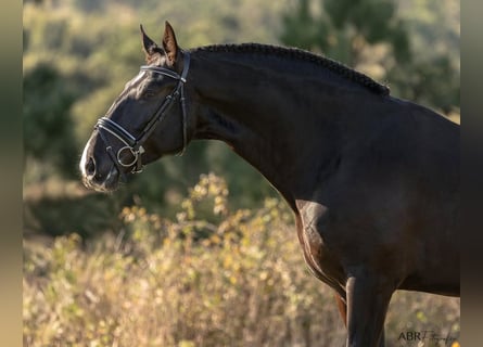 Lusitanien, Étalon, 4 Ans, 172 cm, Noir