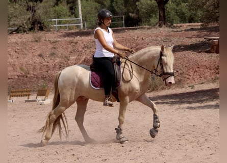 Lusitanien Croisé, Étalon, 5 Ans, 155 cm, Cremello