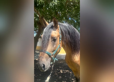 Lusitanien, Étalon, 5 Ans, 160 cm, Buckskin