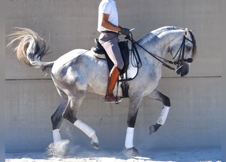 Lusitanien, Étalon, 5 Ans, 160 cm, Gris