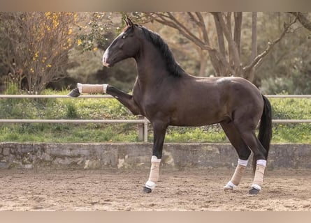 Lusitanien, Étalon, 5 Ans, 161 cm, Bai brun foncé