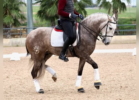 Lusitanien, Étalon, 5 Ans, 162 cm, Gris