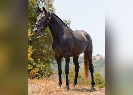 Lusitanien, Étalon, 5 Ans, 162 cm, Gris