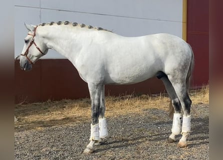 Lusitanien, Étalon, 5 Ans, 162 cm, Gris pommelé