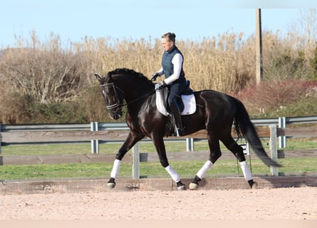 Lusitanien, Étalon, 5 Ans, 164 cm, Noir