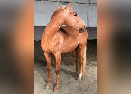 Lusitanien, Étalon, 5 Ans, 164 cm, Palomino