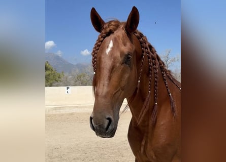 Lusitanien, Étalon, 5 Ans, 165 cm, Alezan cuivré