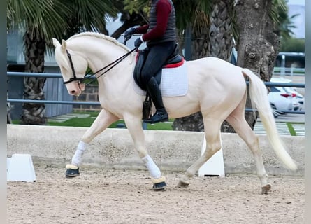 Lusitanien, Étalon, 5 Ans, 165 cm, Blanc