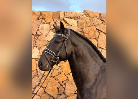 Lusitanien, Étalon, 6 Ans, 155 cm, Noir
