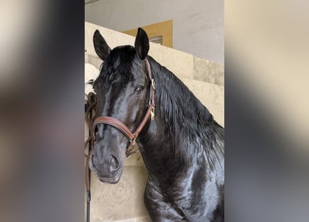 Lusitanien, Étalon, 6 Ans, 155 cm, Noir