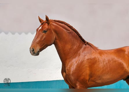 Lusitanien, Étalon, 6 Ans, 160 cm, Alezan