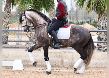 Lusitanien, Étalon, 6 Ans, 160 cm, Gris