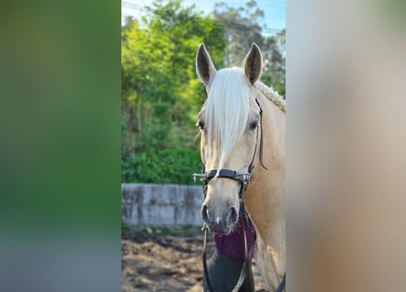 Lusitanien, Étalon, 6 Ans, 160 cm, Perle