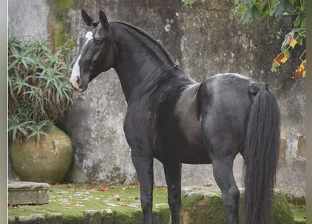 Lusitanien, Étalon, 6 Ans, 161 cm, Noir