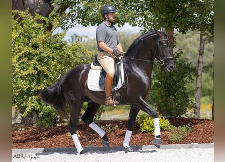 Lusitanien, Étalon, 6 Ans, 164 cm, Noir