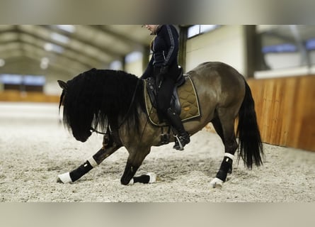 Lusitanien Croisé, Étalon, 6 Ans, 166 cm, Grullo