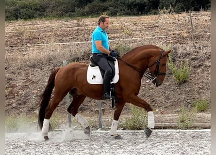 Lusitanien, Étalon, 6 Ans, 167 cm, Alezan