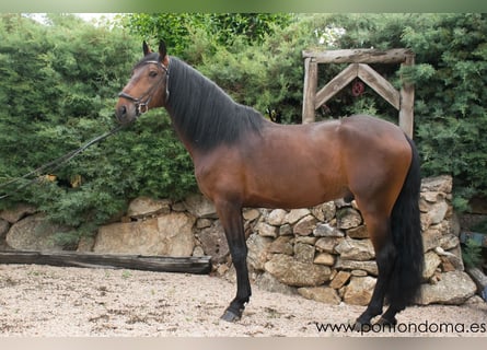 Lusitanien, Étalon, 6 Ans, 170 cm, Bai cerise