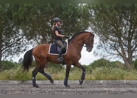 Lusitanien, Étalon, 6 Ans, 173 cm, Bai cerise