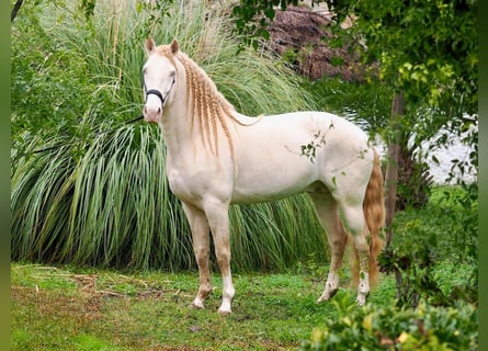 Lusitanien, Étalon, 7 Ans, 159 cm, Perlino