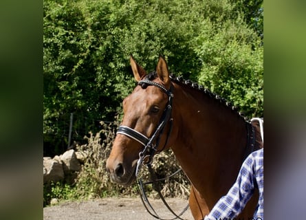 Lusitanien, Étalon, 7 Ans, 165 cm, Bai cerise