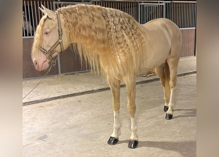 Lusitanien, Étalon, 7 Ans, 172 cm, Cremello