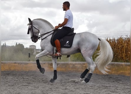 Lusitanien, Étalon, 8 Ans, 163 cm, Gris