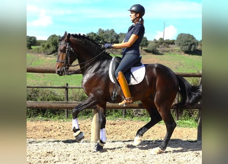Lusitanien, Étalon, 8 Ans, 165 cm, Bai brun