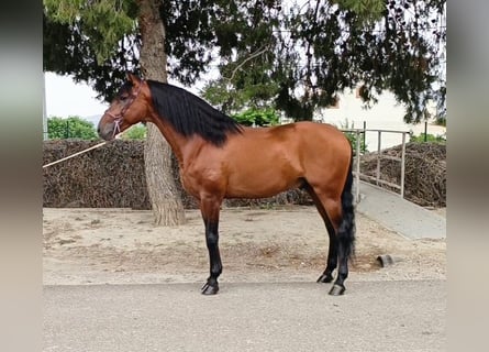 Lusitanien, Étalon, 8 Ans, 165 cm, Bai