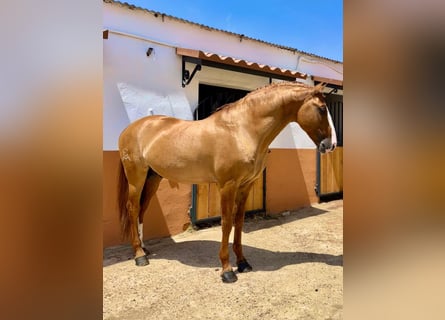 Lusitanien, Étalon, 8 Ans, 166 cm, Alezan dun