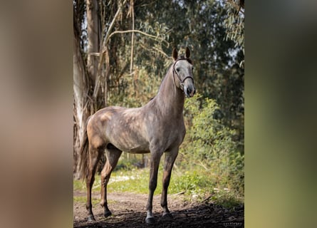 Lusitanien, Étalon, 8 Ans, 169 cm, Aubère