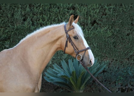 Lusitanien Croisé, Étalon, 8 Ans, 170 cm, Perle