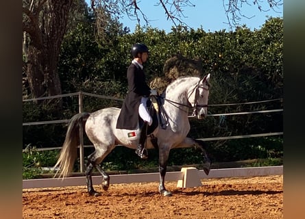 Lusitanien, Étalon, 9 Ans, 161 cm, Gris