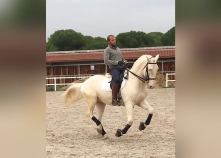 Lusitanien, Étalon, 9 Ans, 161 cm, Perlino