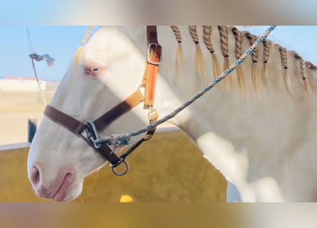 Lusitanien, Étalon, 9 Ans, 163 cm, Cremello