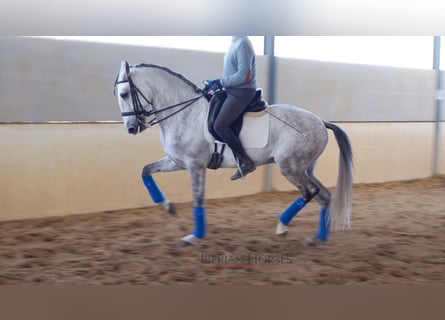 Lusitanien, Étalon, 9 Ans, 163 cm, Gris