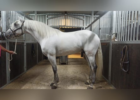 Lusitanien, Étalon, 9 Ans, 163 cm, Gris