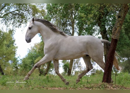 Lusitanien, Étalon, 9 Ans, 166 cm, Gris