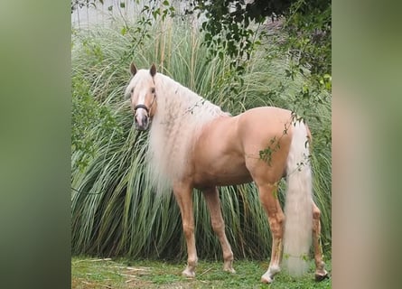 Lusitanien Croisé, Étalon, 9 Ans, 168 cm, Palomino