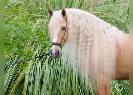 Lusitanien Croisé, Étalon, 9 Ans, 168 cm, Palomino