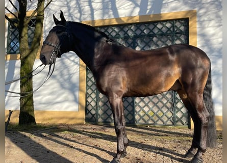 Lusitanien, Étalon, 9 Ans, 170 cm, Buckskin