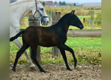 Lusitanien, Étalon, Poulain (06/2025), 160 cm, Gris