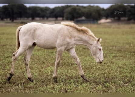 Lusitanien, Étalon, Poulain (04/2024), 163 cm, Cremello