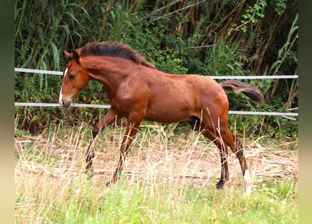 Lusitanien, Étalon, Poulain (03/2026), 164 cm, Bai