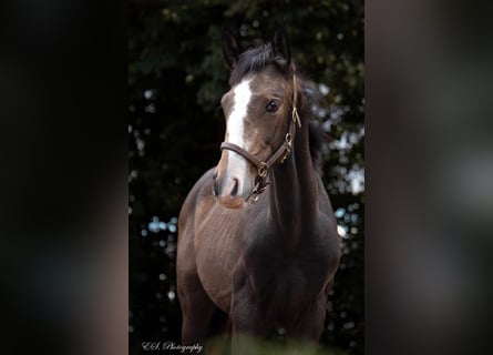 Lusitanien, Étalon, Poulain (05/2024), Peut devenir gris