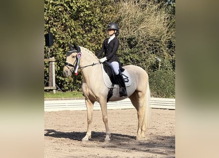 Lusitanien, Hongre, 10 Ans, 155 cm, Palomino