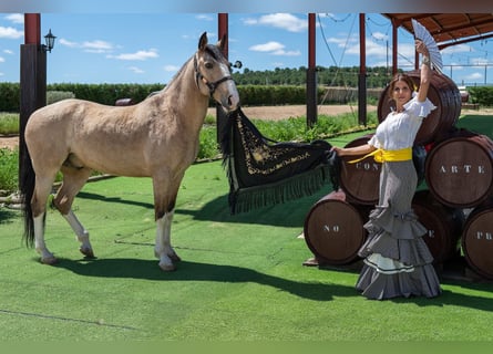 Lusitanien Croisé, Hongre, 10 Ans, 157 cm, Isabelle