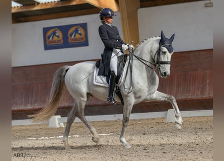 Lusitanien, Hongre, 10 Ans, 162 cm, Gris
