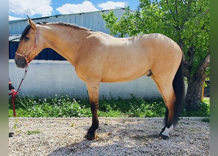 Lusitanien, Hongre, 10 Ans, 165 cm, Buckskin